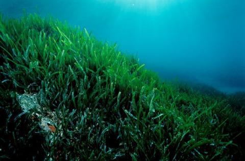 Eau littoral